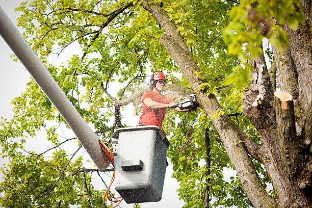 Dead Tree Removal in Forsyth, MO